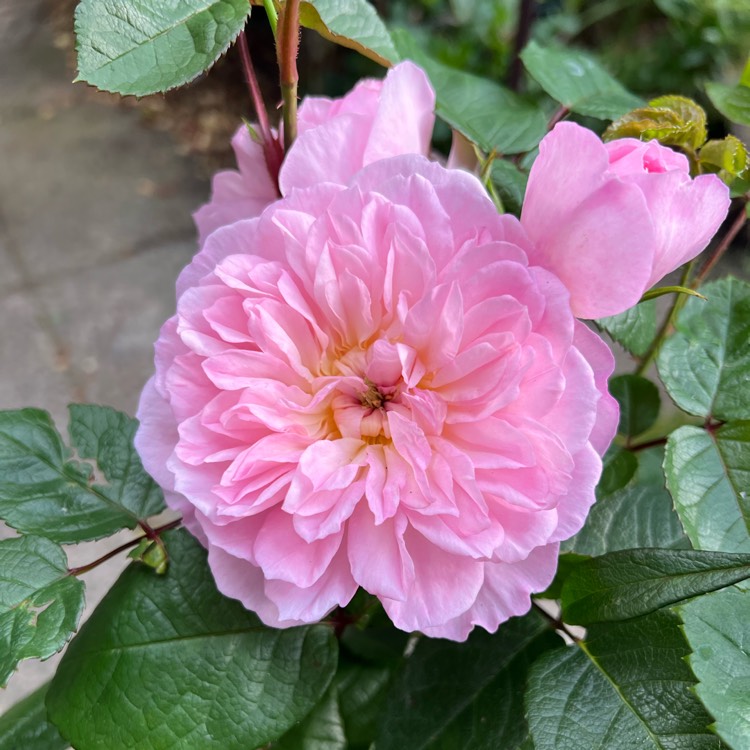 Plant image Rosa 'Ausmajesty' syn. Rosa 'Elizabeth'