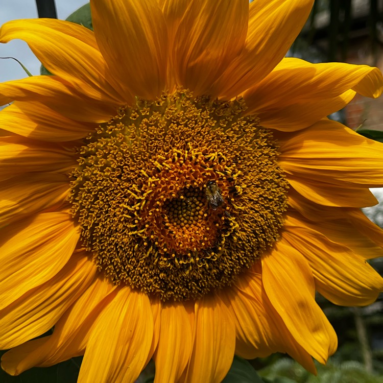 plant image 1620827
