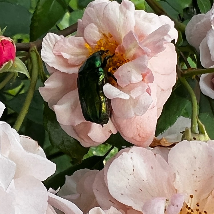 Plant image Rosa 'Cornelia'