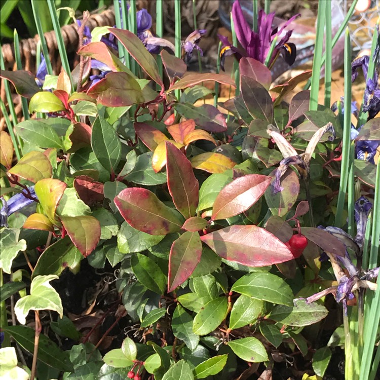 plant image 323007