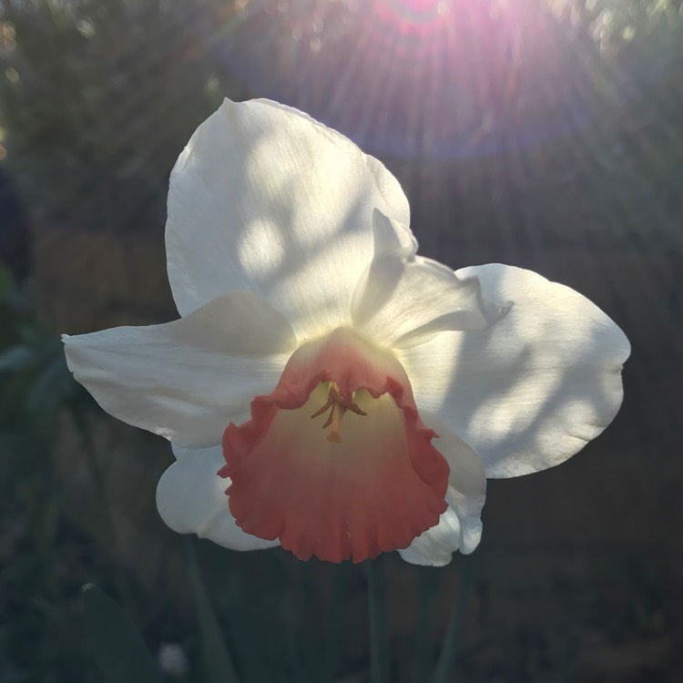 Plant image Narcissus 'Pink Pride'