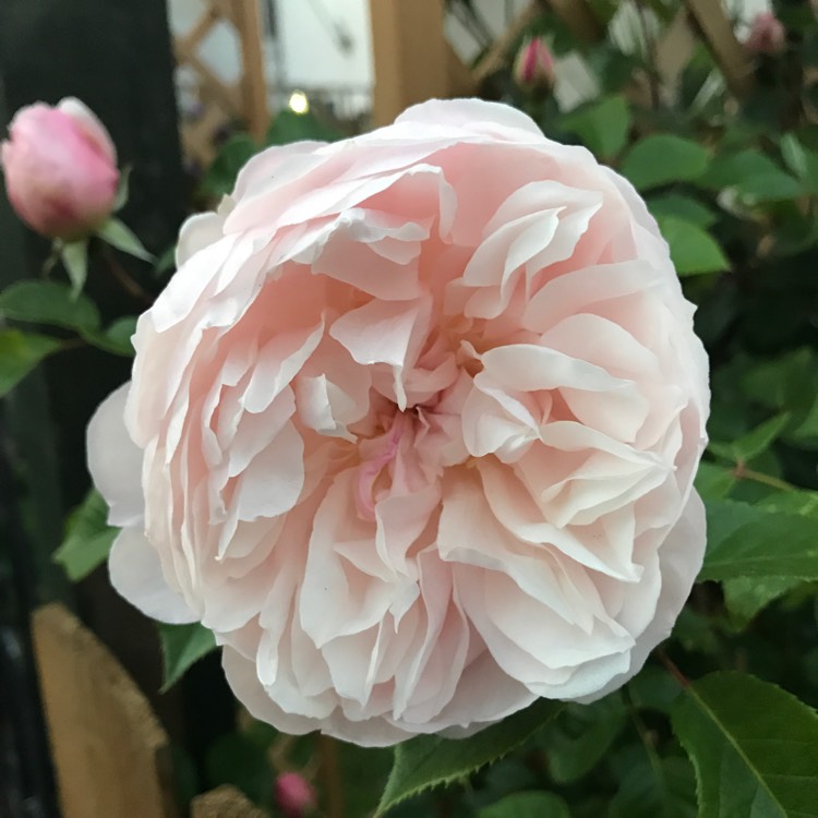 plant image 416021
