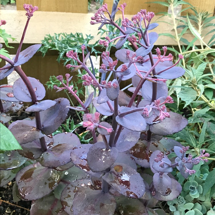 plant image 462768