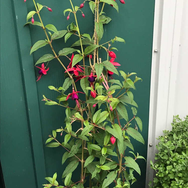 Plant image Fuchsia 'Lady Boothby'