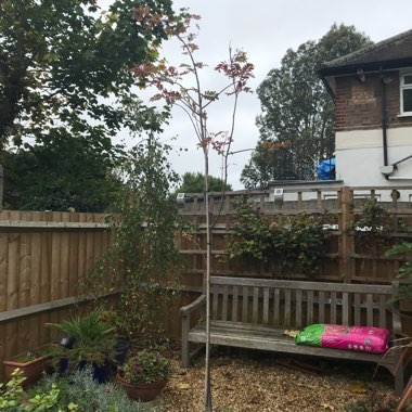 Sorbus 'Joseph Rock'