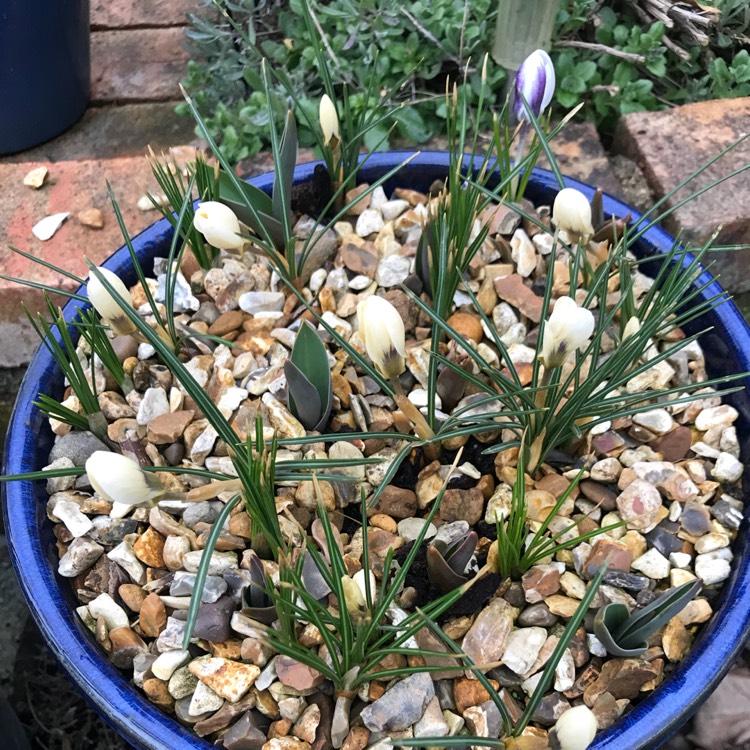 Plant image Crocus chrysanthus 'Cream Beauty'