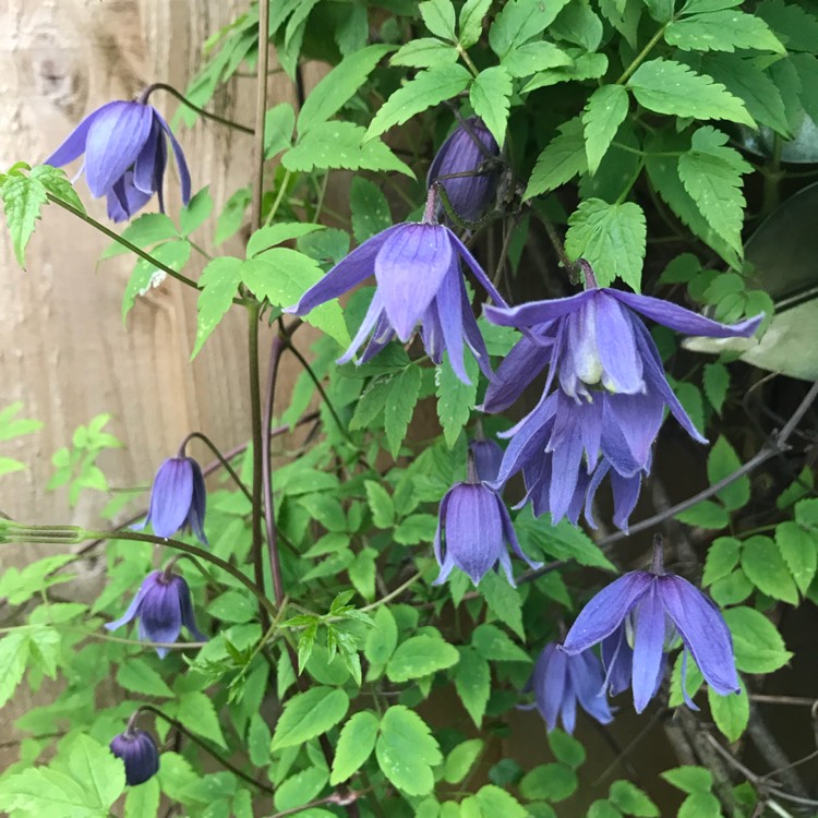 plant image 659143