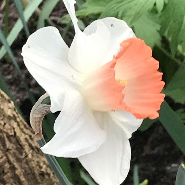 Plant image Narcissus 'Pink Pride'