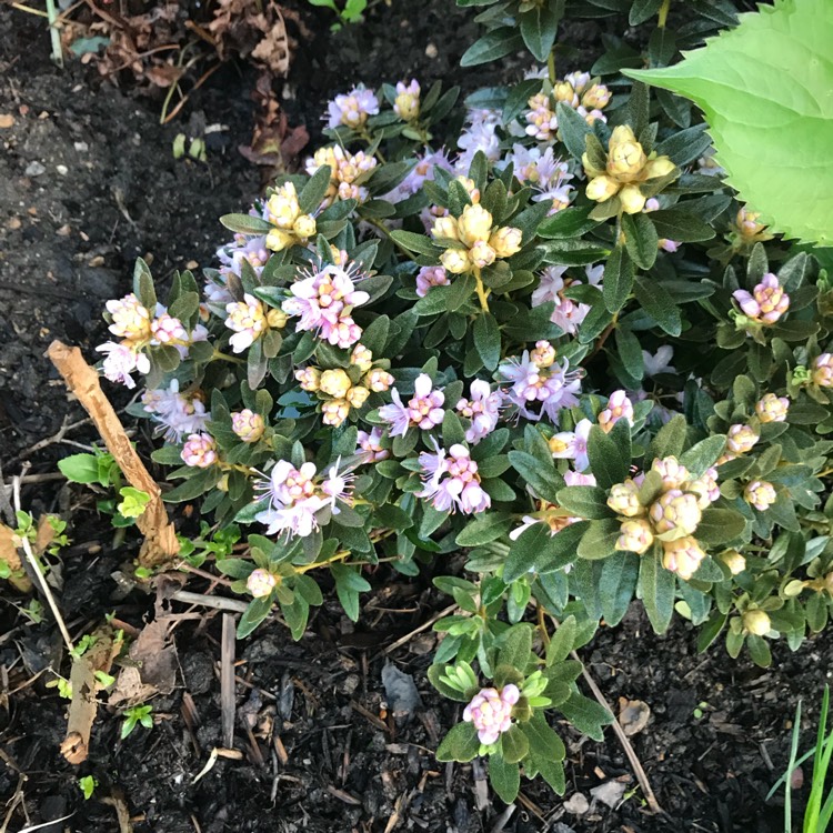 plant image 682029