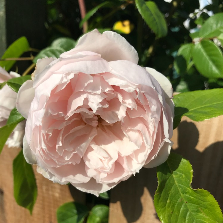 plant image 716319