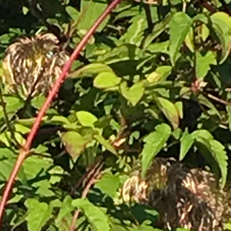 plant image 716682