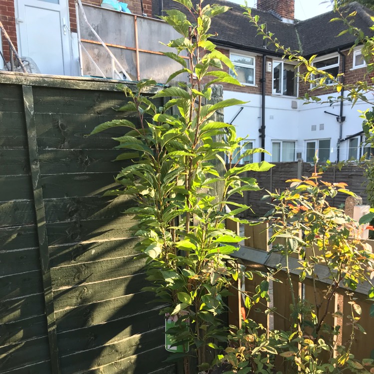 plant image 837535 plant image 837535