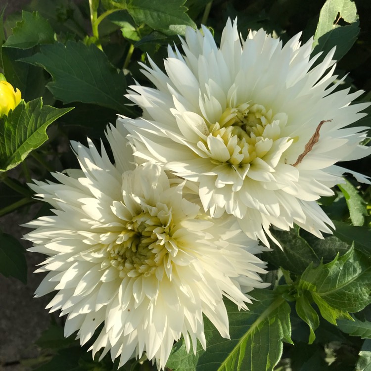 plant image 837555 plant image 837555