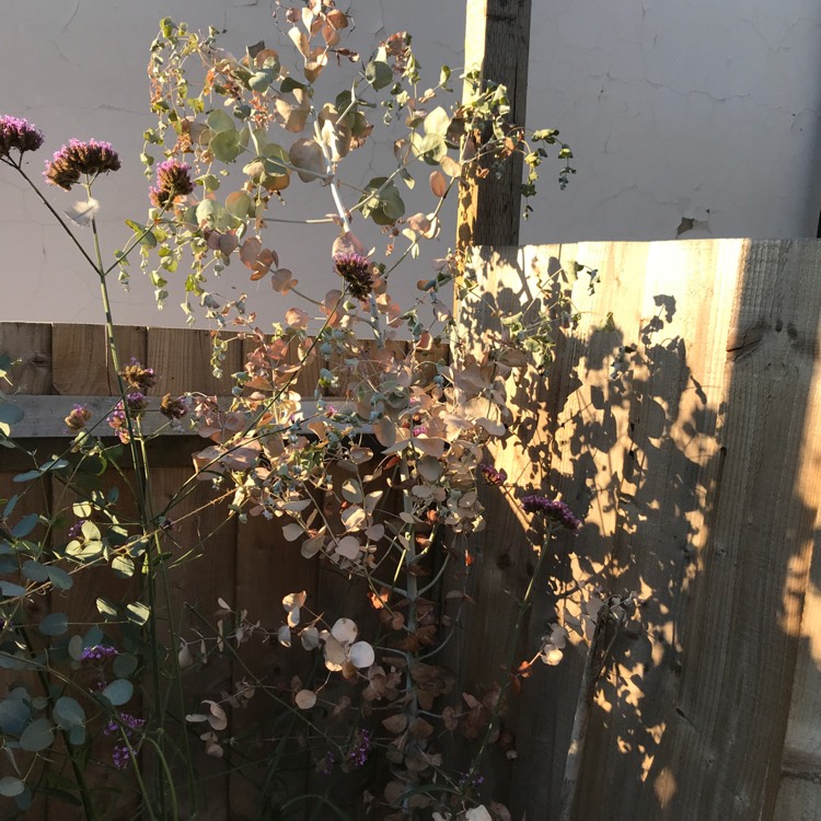 plant image 837557