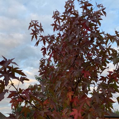 Liquidambar styraciflua 'Worplesdon'