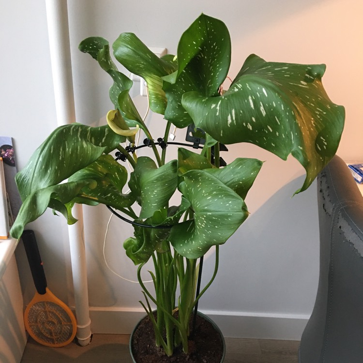 Plant image Zantedeschia elliottiana 'Picasso'