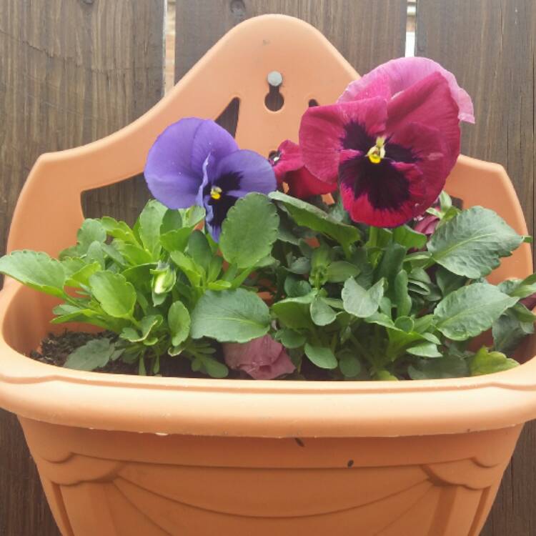 plant image 403599