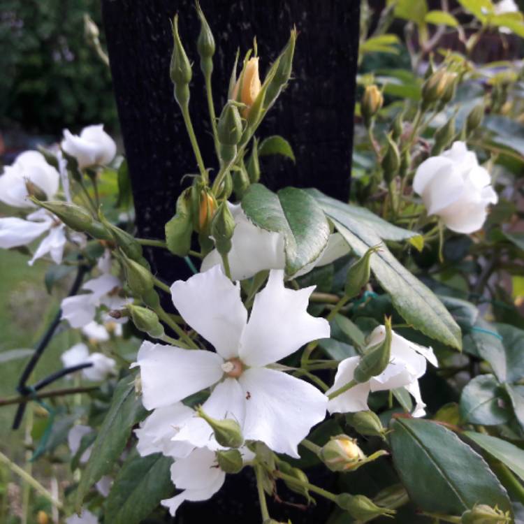 Plant image Rosa 'Wedding Day'
