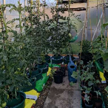 John's garden
