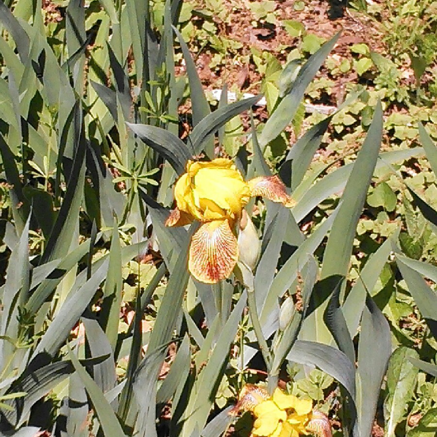 plant image 155282
