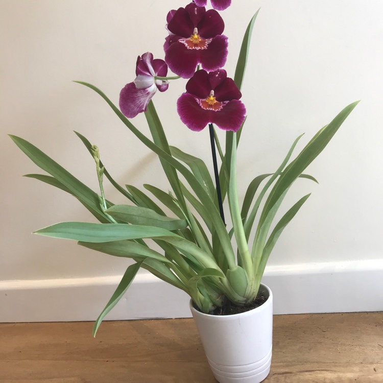 Plant image Miltoniopsis 'Red Tide'