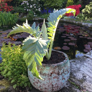 Cynara cardunculus syn. Cynara cardunculus Cardoon