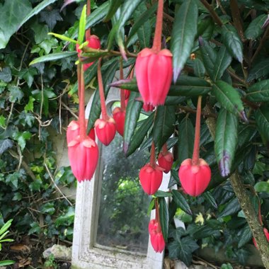 Crinodendron hookerianum syn. Tricuspidaria hookerianum