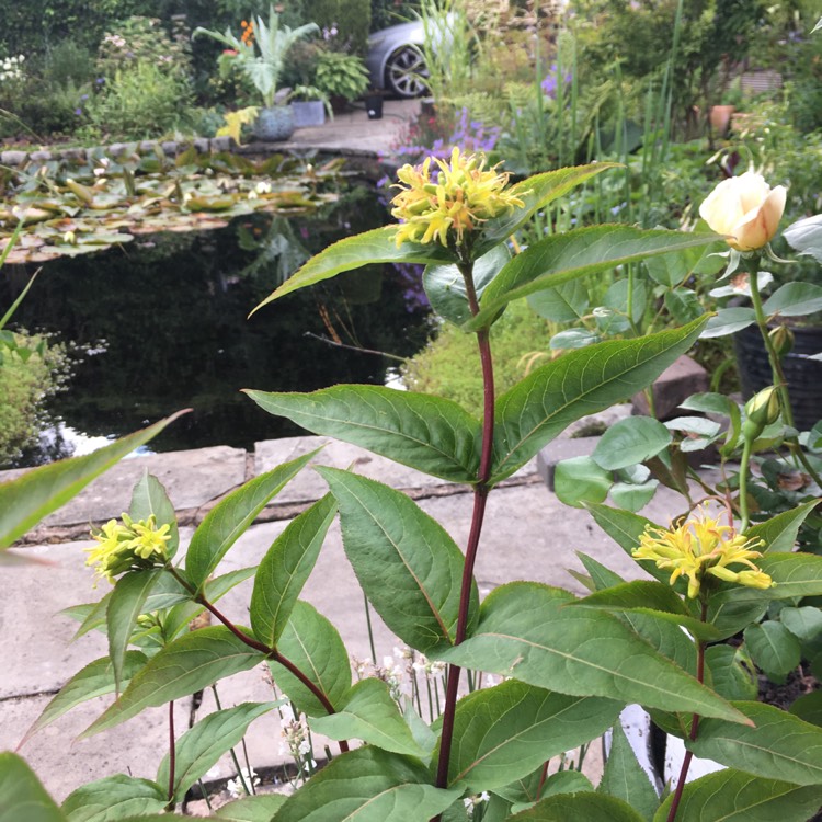 plant image 1096790