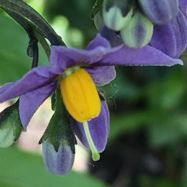 Solanum crispum 'Glasnevin'