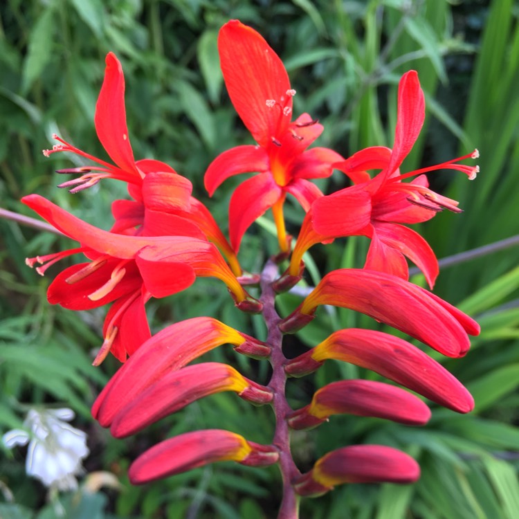 plant image 1121997