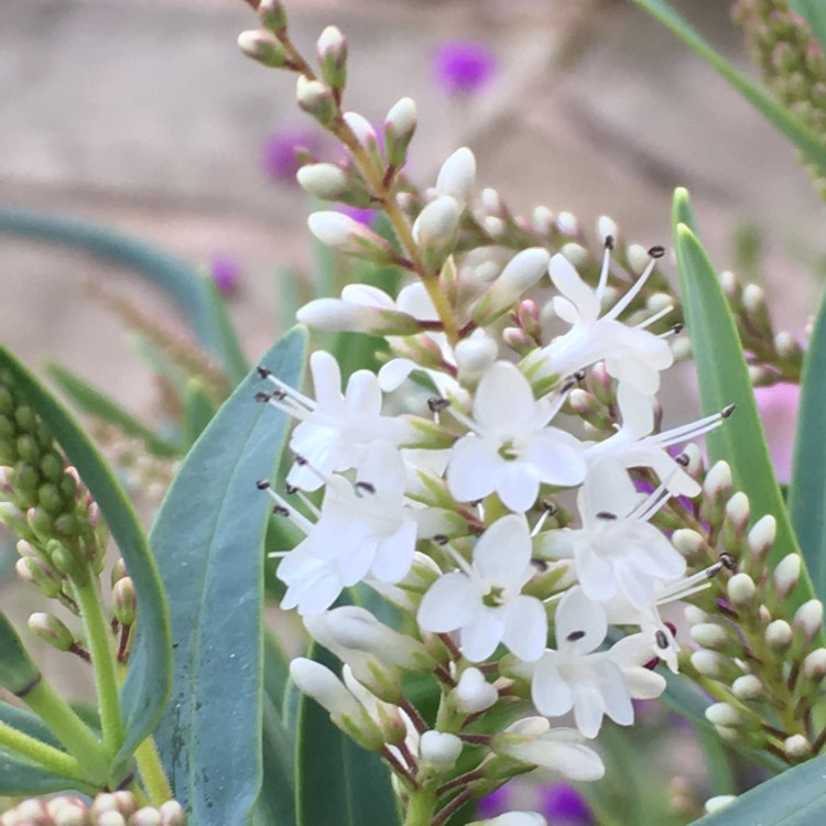 plant image 1145123