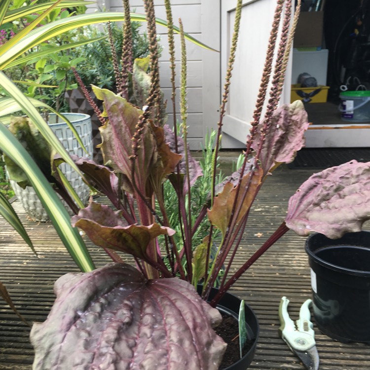 Plant image Plantago major