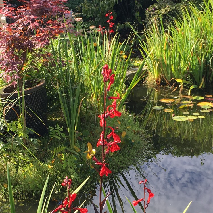 Plant image Lobelia speciosa 'Starship Deep Rose'