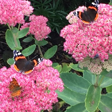 Sedum Spectabile 'Class Act'
