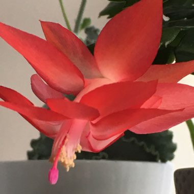 Schlumbergera truncata
