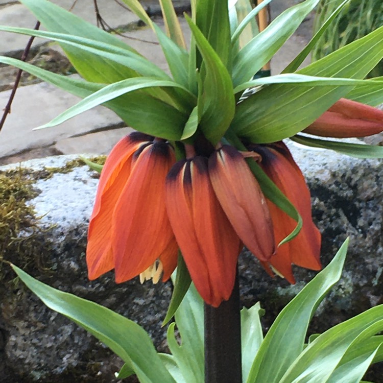 Plant image Fritillaria imperialis 'William Rex'