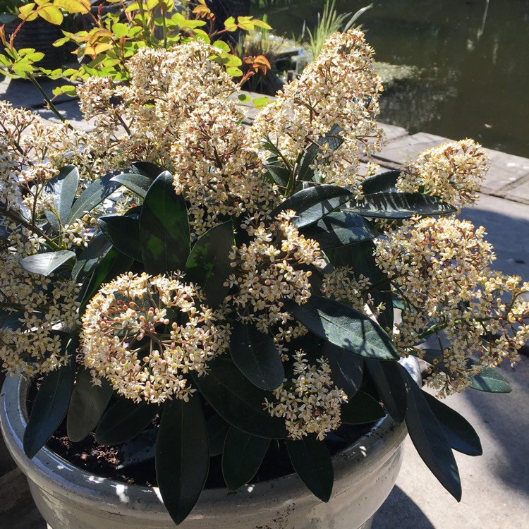 plant image 1253296