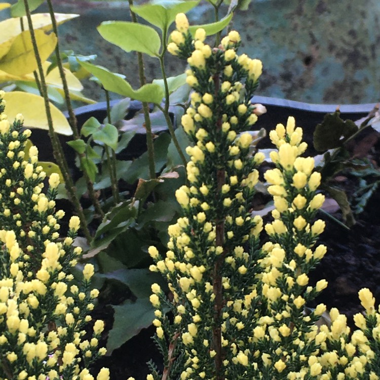 plant image 1261323