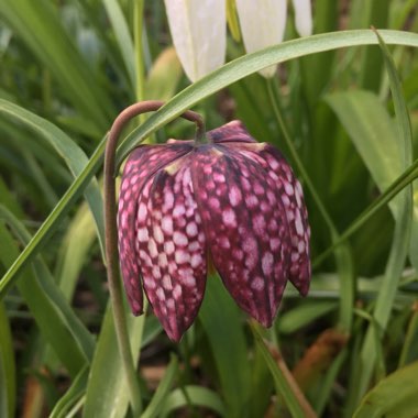 Fritillaria meleagris