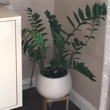 Zamioculcas zamiifolia