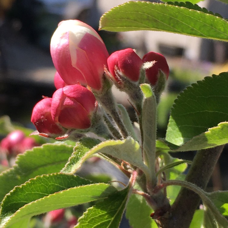 plant image 1276257