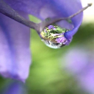 Hyacinthoides non-scripta