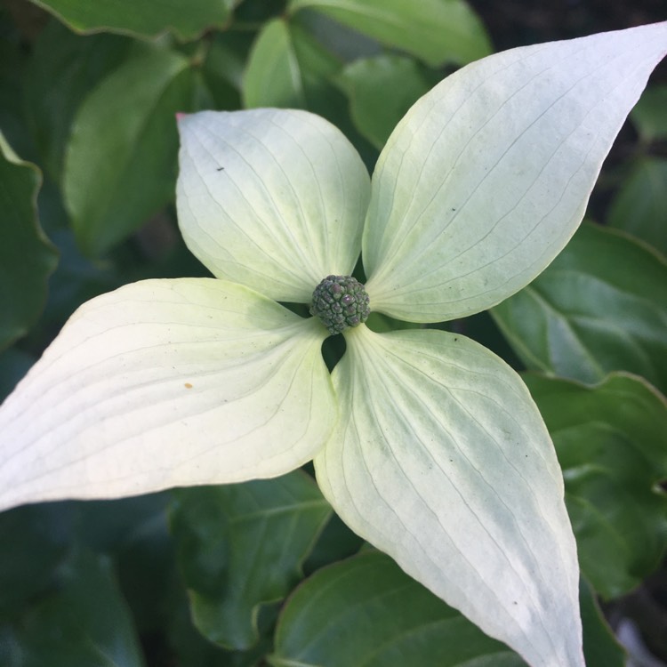 plant image 1314443