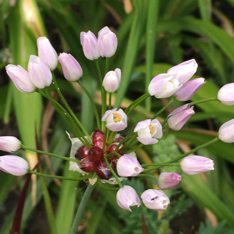 plant image 1316692