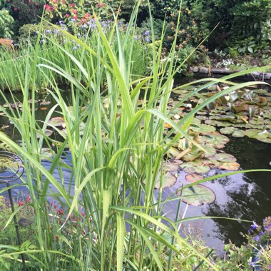 Miscanthus sinensis 'Strictus'
