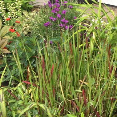 Pennisetum alopecuroides 'Burgundy Bunny'