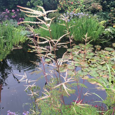 Aruncus 'Horatio'