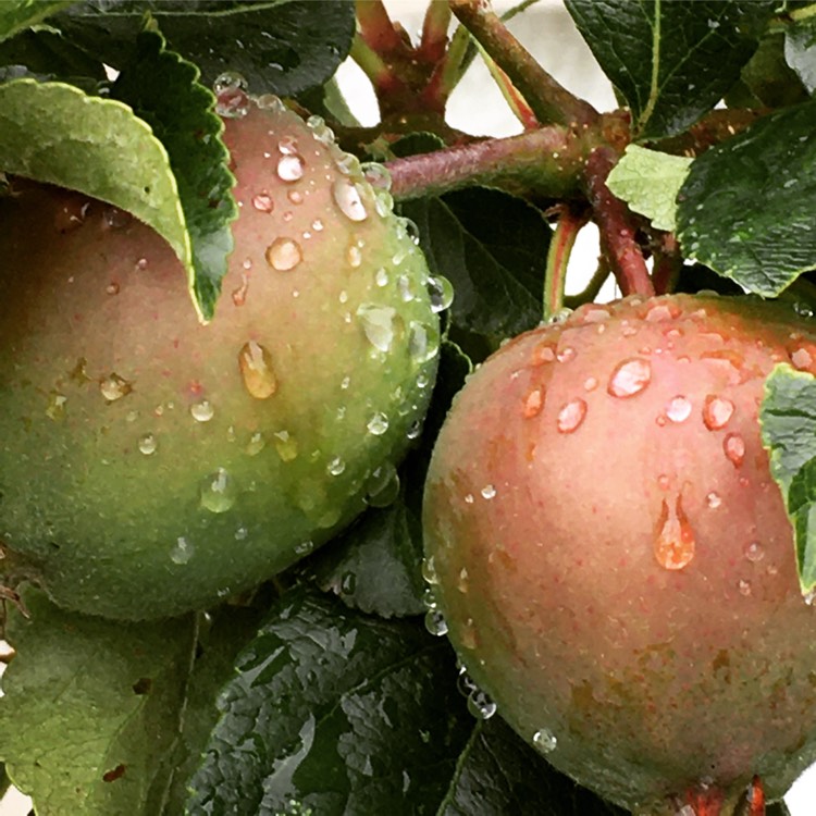 Plant image Malus domestica 'Katja' syn. Malus domestica 'Katy'