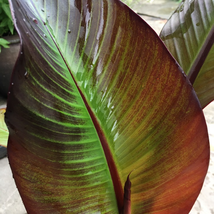 plant image 1334762 plant image 1334762