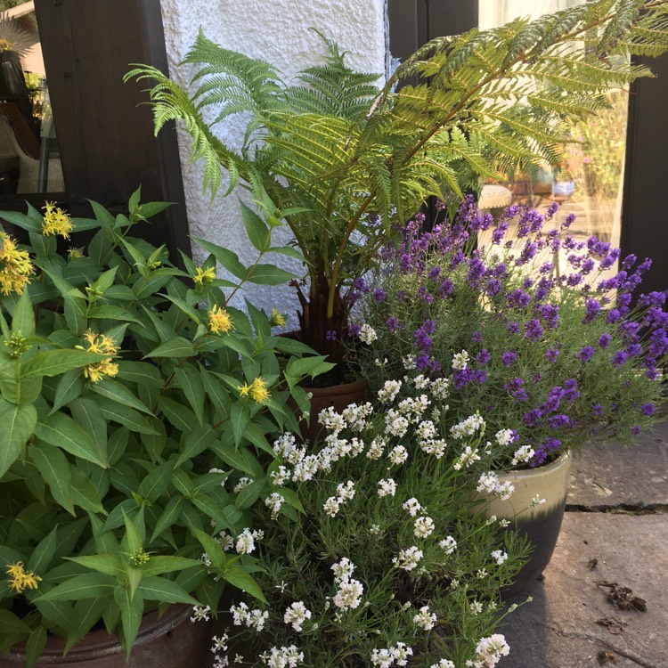 plant image 1340007